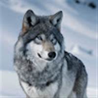 Alaska wolf