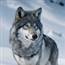 Alaska wolf