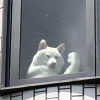 Bubu
