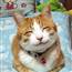 thanhdong.truong