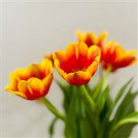 Thanh
