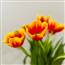 Thanh