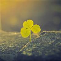 Hỏi thế gian ơi tại sao, mải lo người em ướt áo