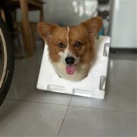 Thích Chứng Khoán