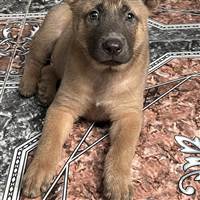 My Son