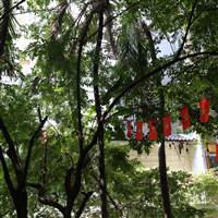 Quanh Bui