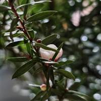Trần Lãng. Bẻ Răng duy nguyễn thành