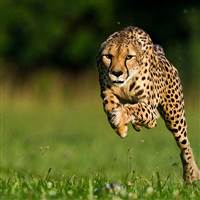 Cheetah