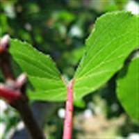 Nguyễn Thành Đạt