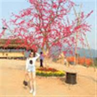 Hoang Thi Ha