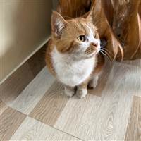 Ngồi Nhìn Lái Diễn