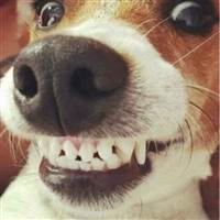 Con chó đớp tiền từ thiện spider Man