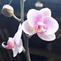 Anh Nông Dân Xứ Quảng