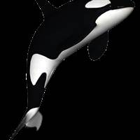 Killer Whale
