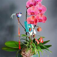 Fan a Tuấn Mượt