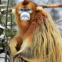 G.Monkey