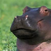 Hippo Small 