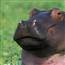Hippo Small 