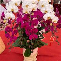 Nguyễn Phát Lộc