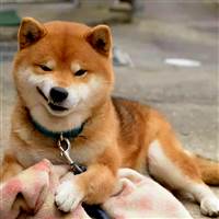 Shiba INU