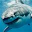 Baby Shark doo doo doo doo