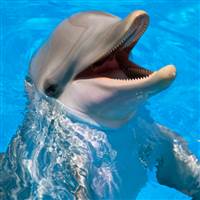 Dolphin