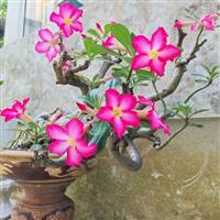 Đầu tư Tài chính 