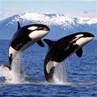 Killer Whale