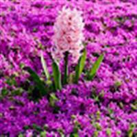Black Violet