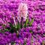 Black Violet