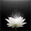 Hoang Pham