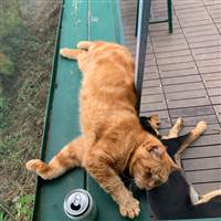 Cục Cứt Phát Sáng