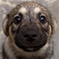 Thịnh Trần Phạm Quốc