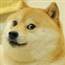Doggo lấy hàng của bạn