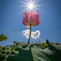 Liêm Nguyễn Thanh Liêm