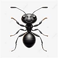 Blackant