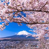 Trái Tim Sắt Đá