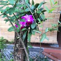 Cục Cứt Và Con Bọ