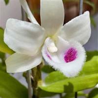 Vu Duong