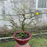 Thích Chơi Cây