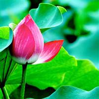 Quyen NT