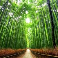 Bamboo Bamboo Bamboo