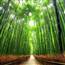 Bamboo Bamboo Bamboo