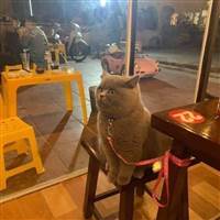 VIỆT NGUYỄN ĐỨC