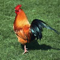Chicken