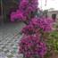 Chiến Binh F0