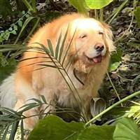 Sàn Để Mua
