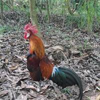 Đu Đỉnh