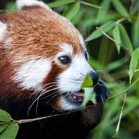 Cuốn theo chiều gió