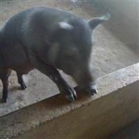 Tiêu Diệt Chim Lợn Lần 2🐷